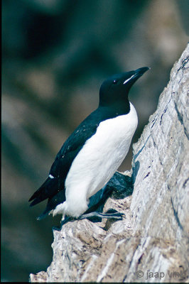 Thick-billed Murre - Kortbekzeekoet - Uria lomvia