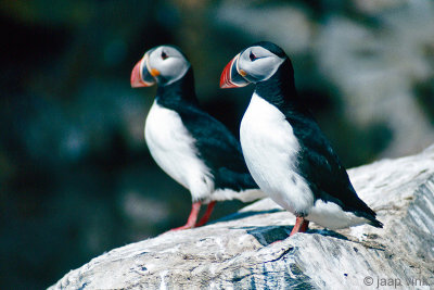 Atlantic Puffin - Papegaaiduiker - Fratercula arctica