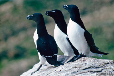 Razorbill - Alk - Alca torda