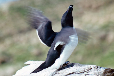 Razorbill - Alk - Alca torda