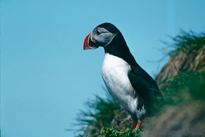 Atlantic Puffin - Papegaaiduiker -  Fratercula arctica