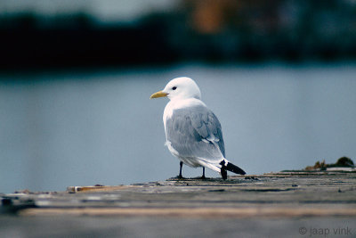 Black-legged Kittiwake - Drieteenmeeuw - Rissa tridactyla 