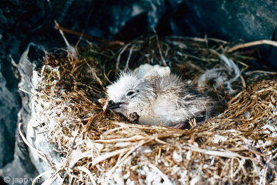 Black-legged Kittiwake - Drieteenmeeuw - Rissa tridactyla
