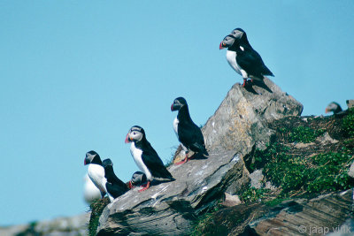 Atlantic Puffin - Papegaaiduiker -  Fratercula arctica