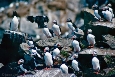 Atlantic Puffin - Papegaaiduiker -  Fratercula arctica