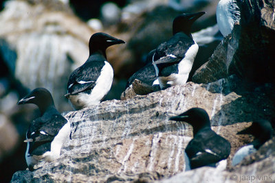 Thick-billed Murre - Kortbekzeekoet - Uria lomvia