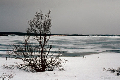 Jakobselva