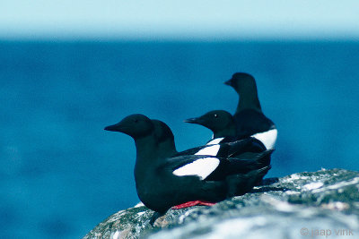 Black Guillemot - Zwarte Zeekoet - Cepphus grylle