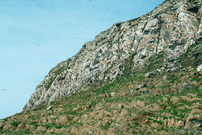 Seabird cliffs - Zeevogelkliffen