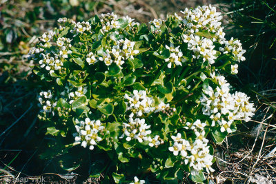 Common Scurvygrass - Lepelblad - Cochlearia officinalis