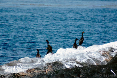 European Shag - Kuifaalscholver - Phalacrocorax aristotelis