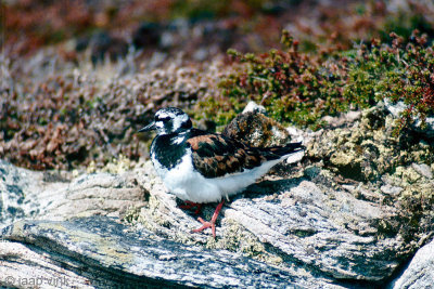 Ruddy Turnstone - Steenloper - Arenaria interpres