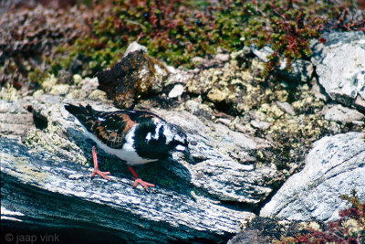 Ruddy Turnstone - Steenloper - Arenaria interpres