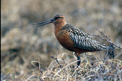 Bar-tailed Godwit - Rosse Grutto - Limosa lapponica