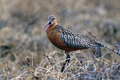 Bar-tailed Godwit - Rosse Grutto - Limosa lapponica