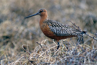 Bar-tailed Godwit - Rosse Grutto - Limosa lapponica