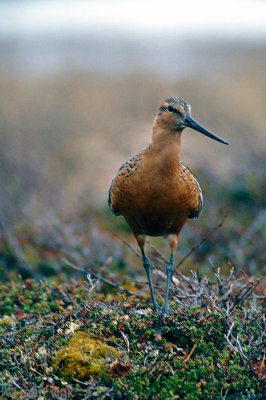 Bar-tailed Godwit - Rosse Grutto - Limosa lapponica