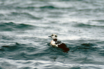 Steller's Eider - Stellers Eidereend - Polysticta stelleri