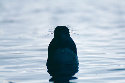 Harp Seal - Zadelrob - Pagophilus groenlandicus