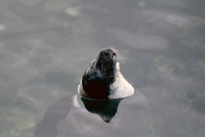 Harp Seal - Zadelrob - Pagophilus groenlandicus
