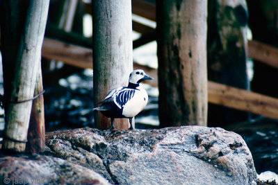 Steller's Eider - Stellers Eidereend - Polysticta stelleri