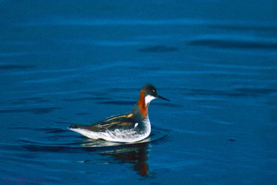 Red-necked Phalarope - Grauwe Franjepoot - Phalaropus lobatus