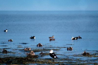 King Eider - Koningseider - Somateria spectabilis