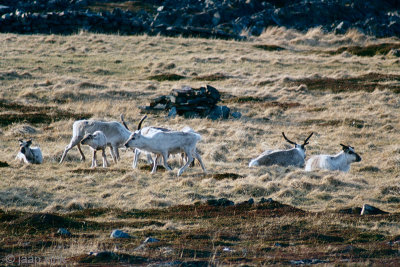 Reindeer - Rendier - Rangifer tarandus