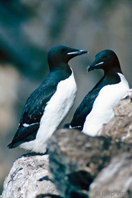 Thick-billed Murre - Kortbekzeekoet - Uria lomvia