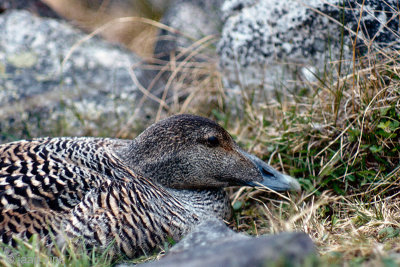 Common Eider - Eidereend - Somateria mollissima