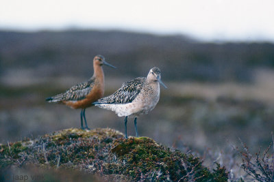 Bar-tailed Godwit - Rosse Grutto - Limosa lapponica