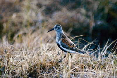 Dunlin - Bonte Strandloper - Calidris alpina