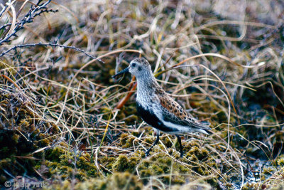 Dunlin - Bonte Strandloper - Calidris alpina