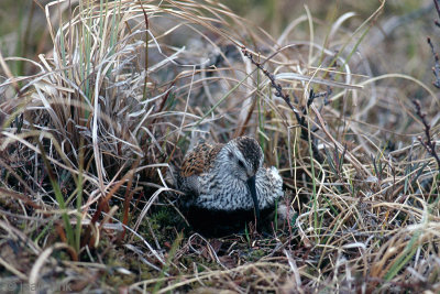 Dunlin - Bonte Strandloper - Calidris alpina