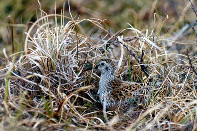 Dunlin - Bonte Strandloper - Calidris alpina