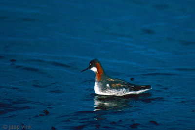 Red-necked Phalarope - Grauwe Franjepoot - Phalaropus lobatus