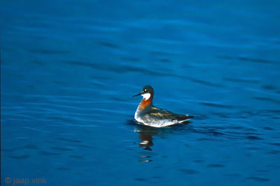 Red-necked Phalarope - Grauwe Franjepoot - Phalaropus lobatus