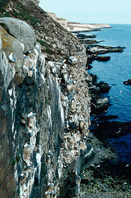 Black-legged Kittiwake - Drieteenmeeuw - Rissa tridactyla 