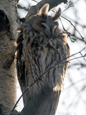 Long-eared Owl - Ransuil - Asio otus