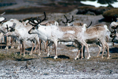 Reindeer - Rendier - Rangifer tarandus