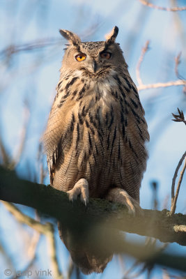 Eurasian Eagle-Owl - Oehoe - Bubo bubo