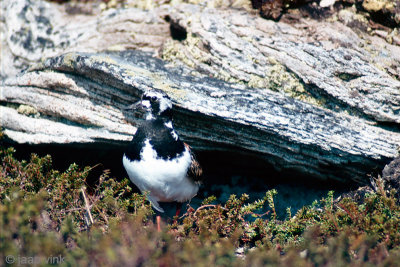 Ruddy Turnstone - Steenloper - Arenaria interpres