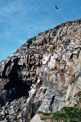 Cliff with seabirds - Klif met zeevogels