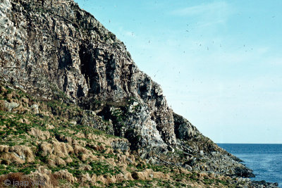 Seabird cliffs - Zeevogelkliffen