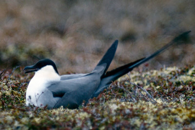 Long-tailed Skua - Kleinste Jager - Stercorarius longicaudus