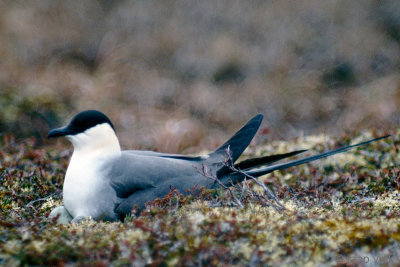 Long-tailed Skua - Kleinste Jager - Stercorarius longicaudus