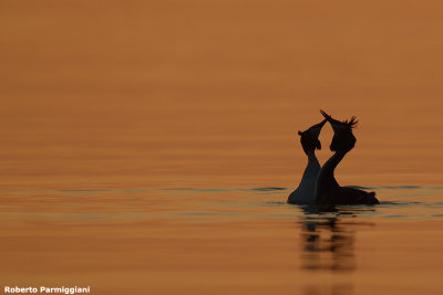 Podiceps cristatus (great crested grebe - svasso maggiore)