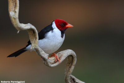 Paroaria capitata (yellow billed cardinal - cardinale becco giallo)