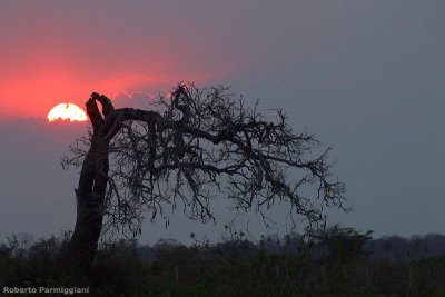 Pantanal sunset