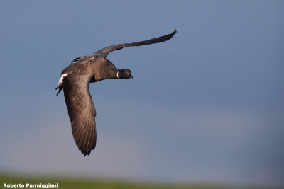 Branta bernicla (brent goose - oca colombaccio)